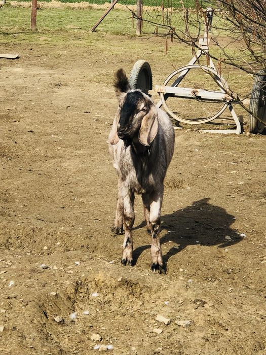 Kozioł anglonubijski / krycie / stanówka / cap
