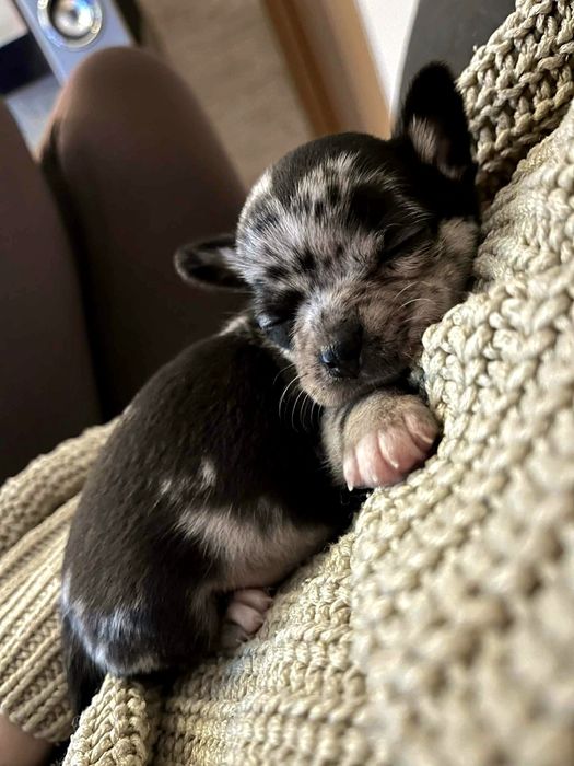 Prześliczny chihuahua merle piesek