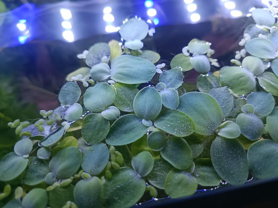 Rośliny akwariowe pływające