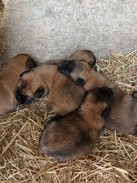 Бельгійські вівчарки малінуа, щенятам 2місяці