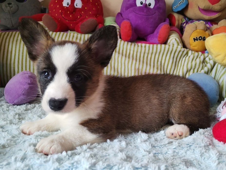 Welsh Corgi Cardigan Wyjatkowa suczka