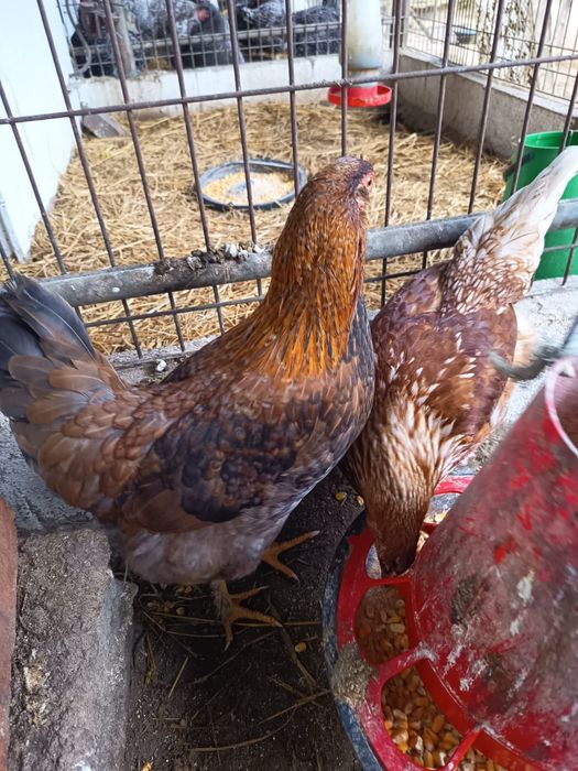 Vendo casal adulto raça Rohdes