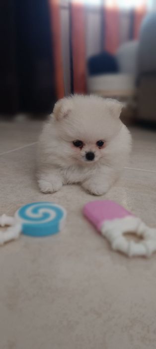 Spitz Alemão macho anão