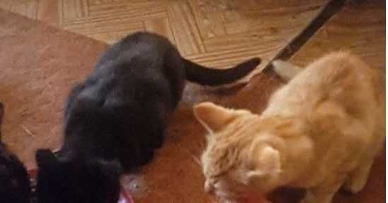 котики 6 місяців в добрі руки