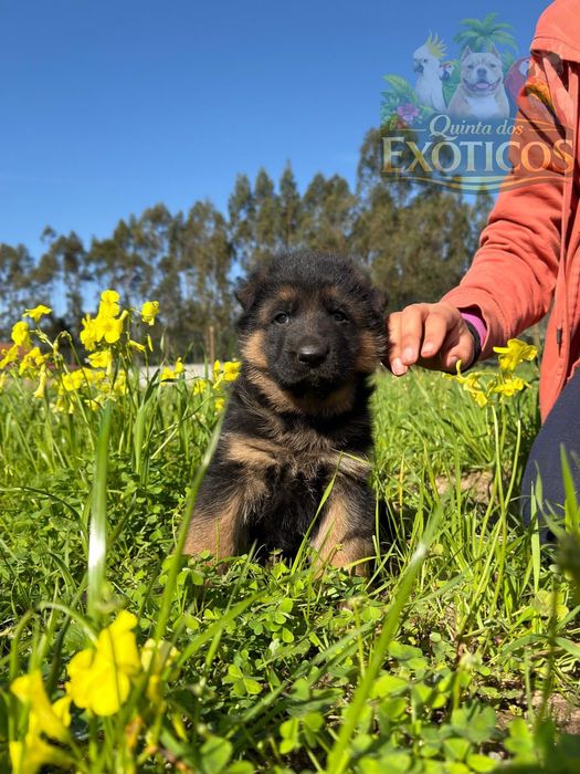Pastor alemão femea com pedegree