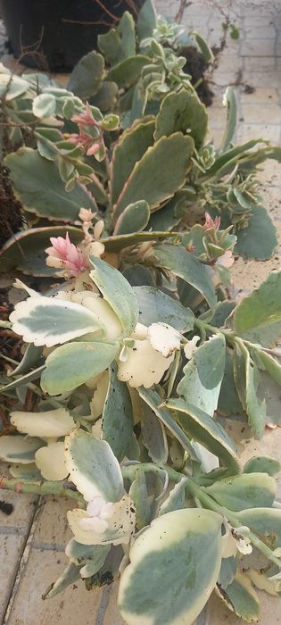 Kalanchoe rosy/ Suculentas