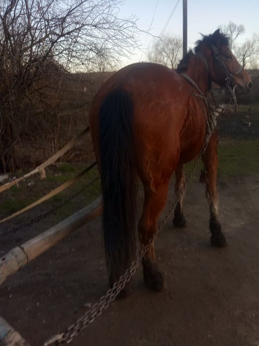 Продається кобила!