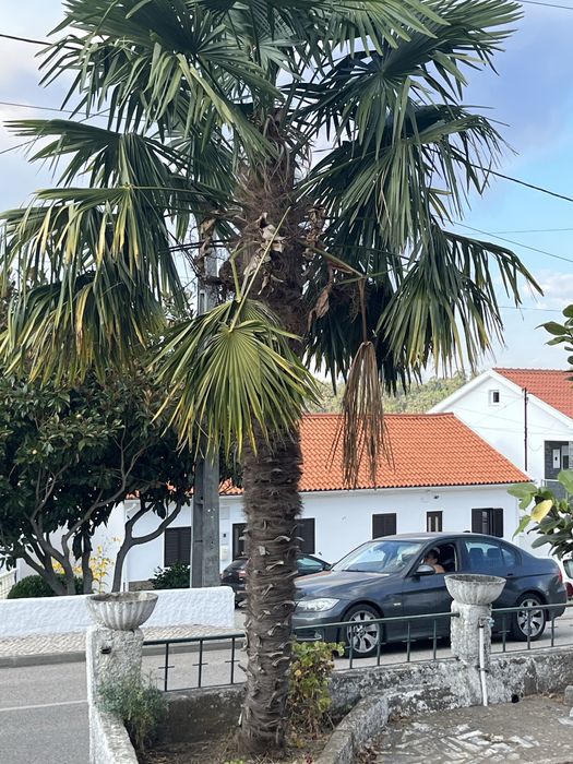 Palmeira bonita
