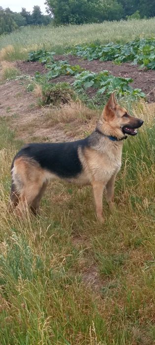 Німецька вівчарка