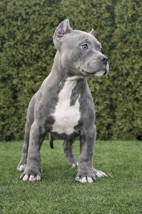 Szczeniak Amstaff Suczka Blue z Rodowodem