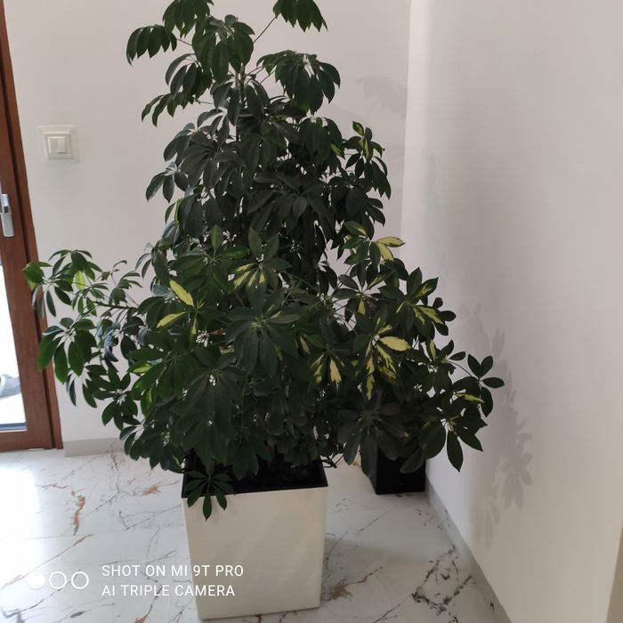 Kwiat doniczkowy SZEFLERA