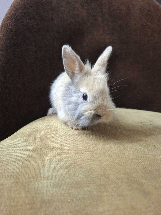 Króliki Miniaturki Bardzo Ładne Zadbane Zapraszam