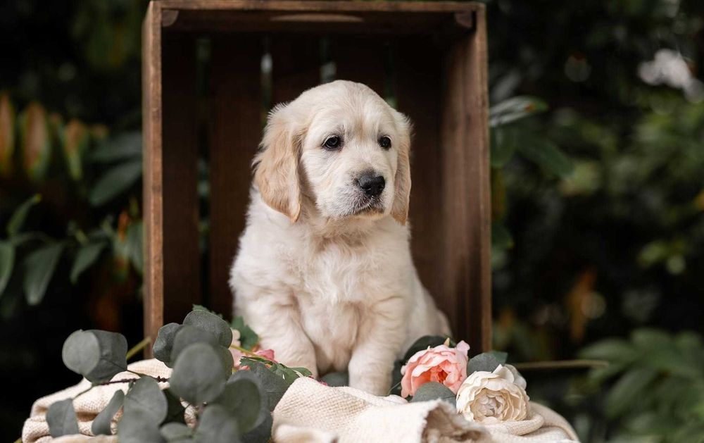 Golden Retriever