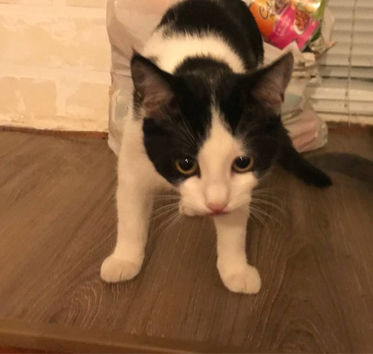 Отдам котят в хорошие руки