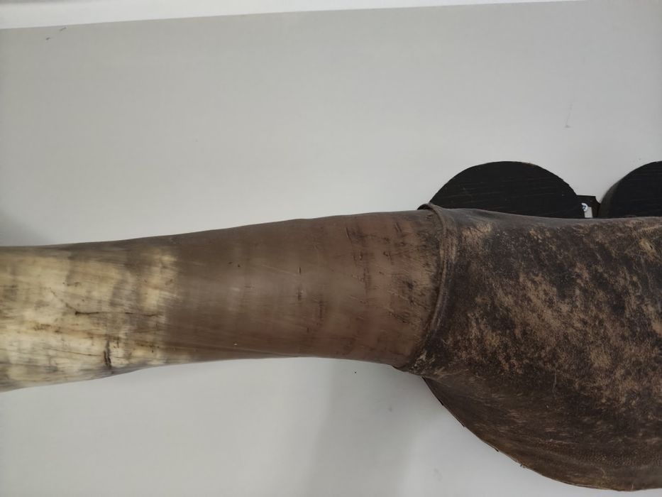 Rogi  Texas Longhorn 200cm