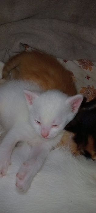 Продам милых котят.
