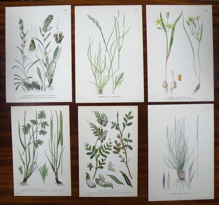 Stare ryciny botaniczne - litografie