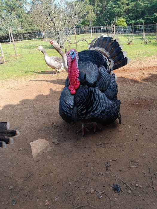 Perú Criado no Campo