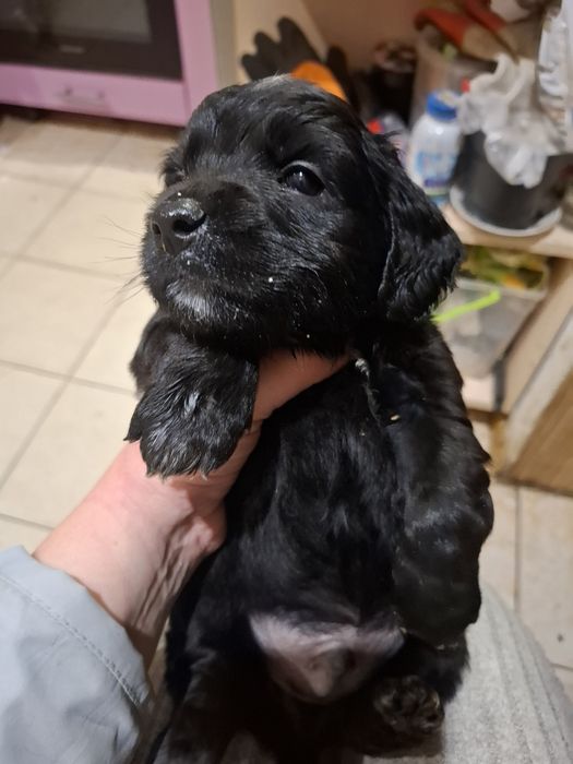 Песики в добрі руки