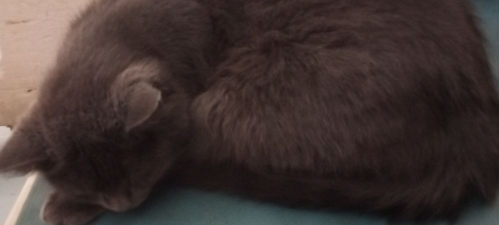 Віддамо кішку звати Саша