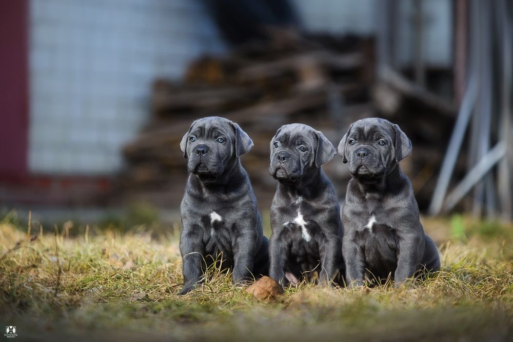 Вязка Кане корсо