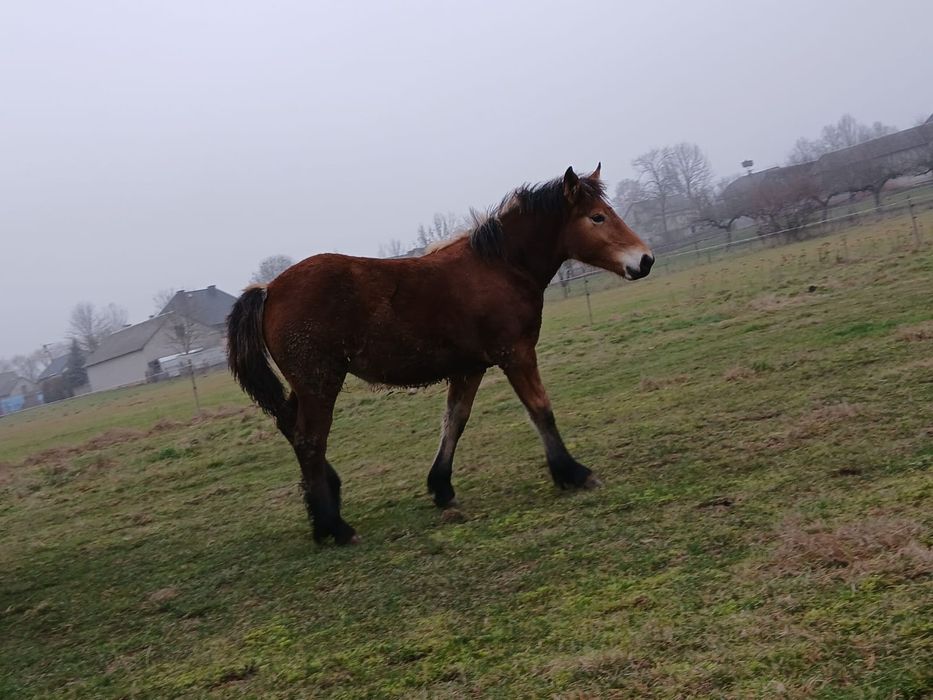 Źrebaki zimno krwiste