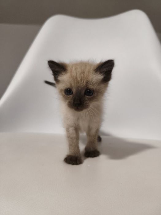Gatinho para adoção responsável