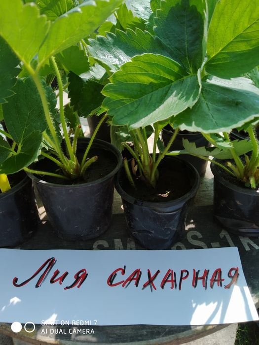 Саженцы-рассада клубники Лючия, Брилла, Клодия.