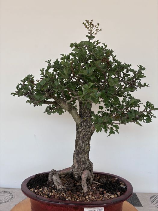 Bonsai Crataegus