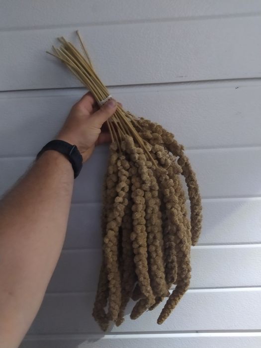 Proso senegalskie w kłosach