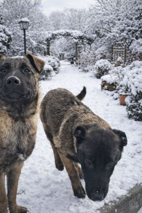 Цуценята МАЛІНУА для сім’ї, 3 місяці, Розумні та віддані.