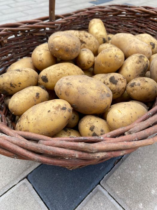 Ziemniaki jadalne queen Anna