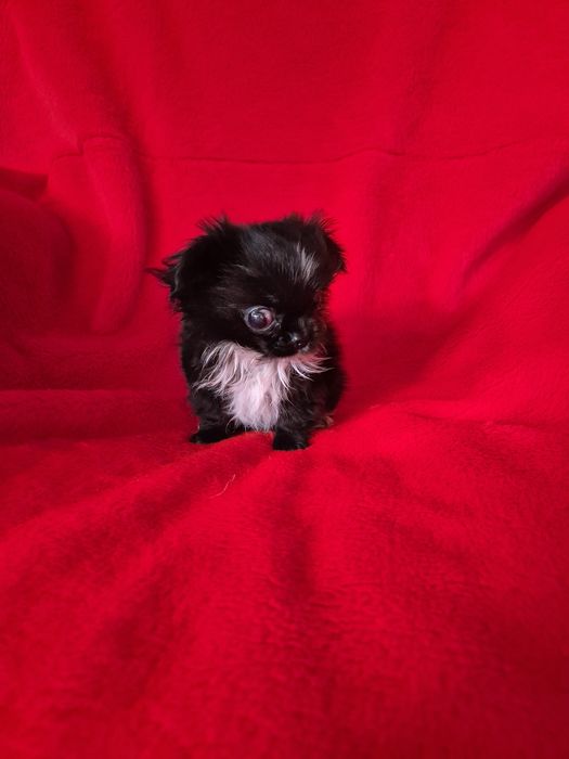 Jednooki piesek chihuahua