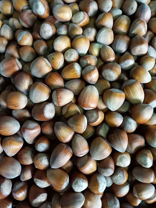 Orzechy laskowe tegoroczne 20kg z wysyłką