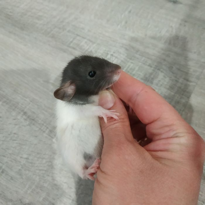 Ручные добрые крысята с доставкой клеткой крыса белая черная серая рыж