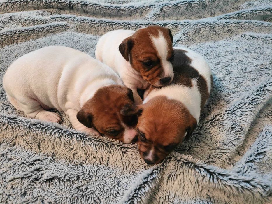 Szczeniaki Jack Russell Terrier