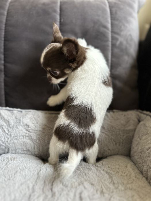 Chihuahua dziewczyna