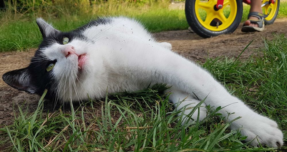 Poznań i okolice - młody kocurek Maniuś szuka domu