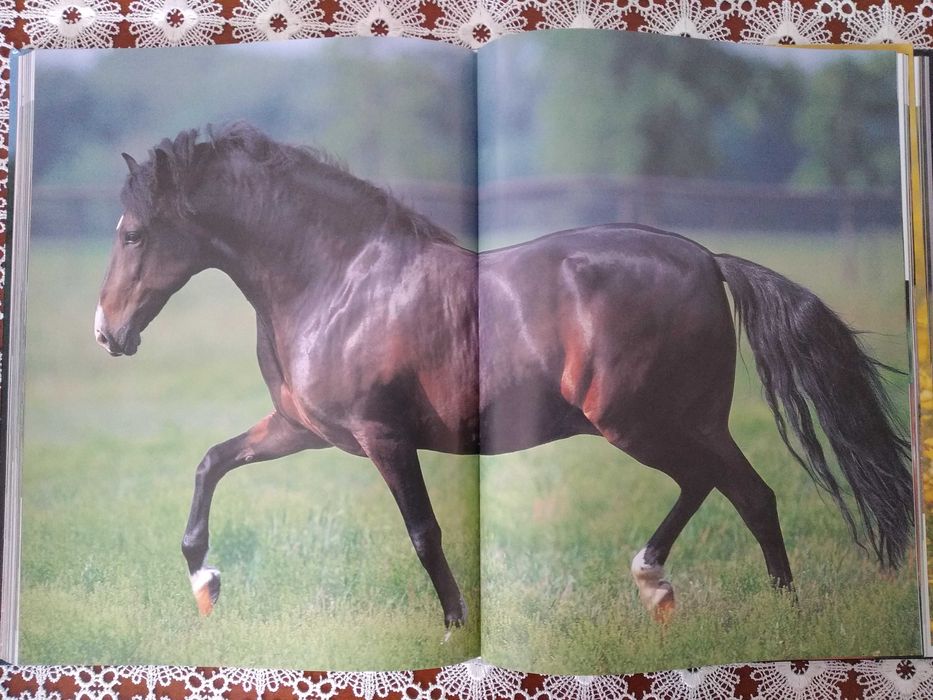 Książka - Album Piękno Konia