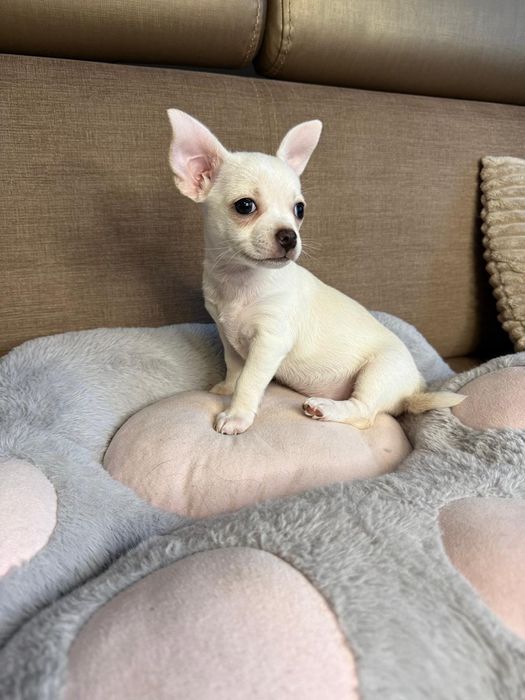Suczka chihuahua
