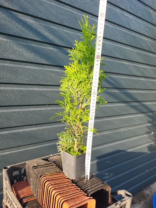 Туя смарагд р9 30-40см