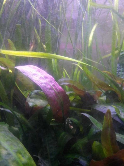 Акваріум, рибки та водорослі різних видів