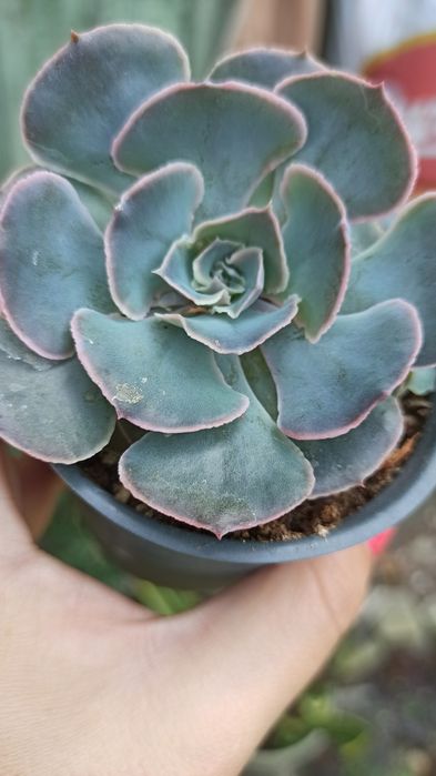 Сукуленти асортимент/ різні сукуленти/ рідкісні сукуленти