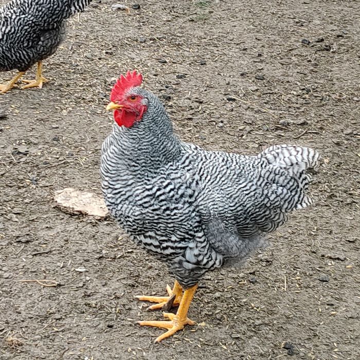 Sprzedam koguta amrock