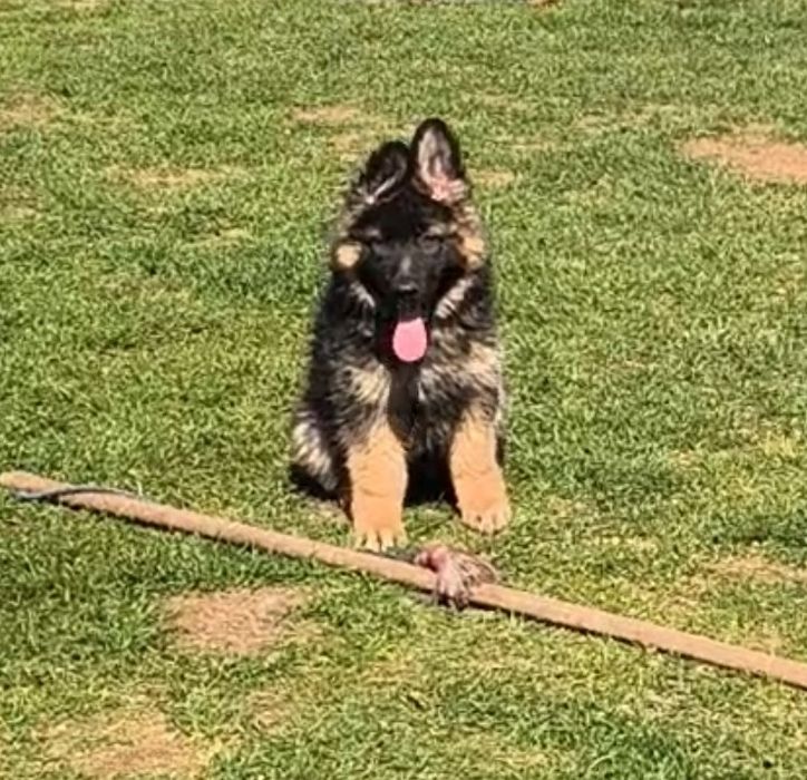 Owczarek niemiecki suczka.