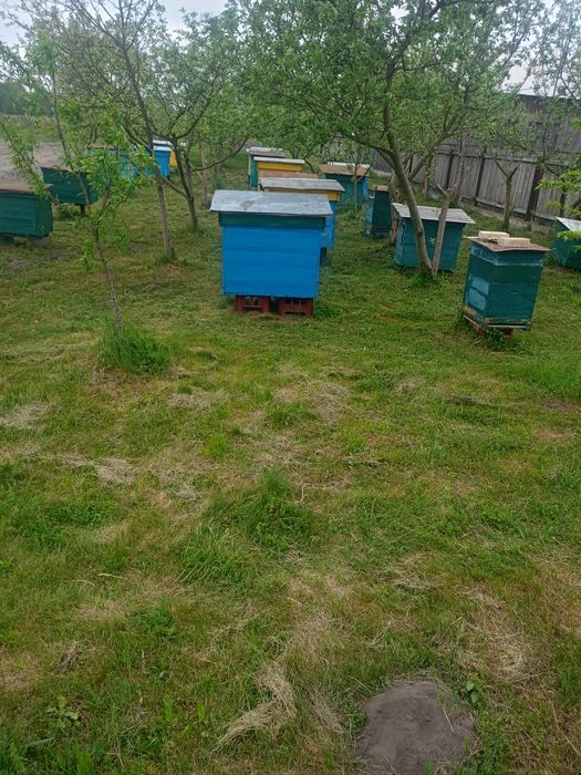 Продаються.відводкі..рої.бжолосімї