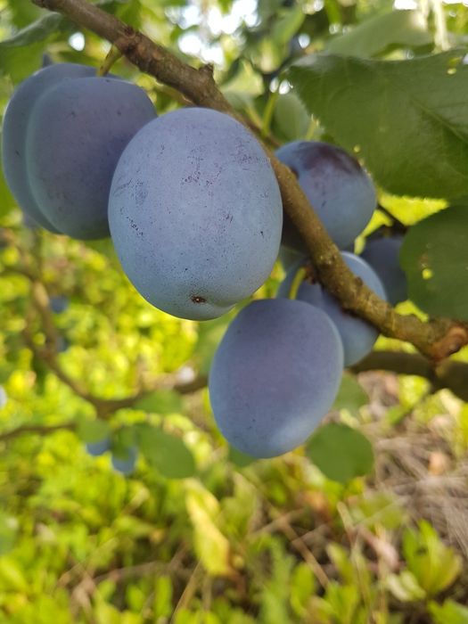Sprzedam  śliwek