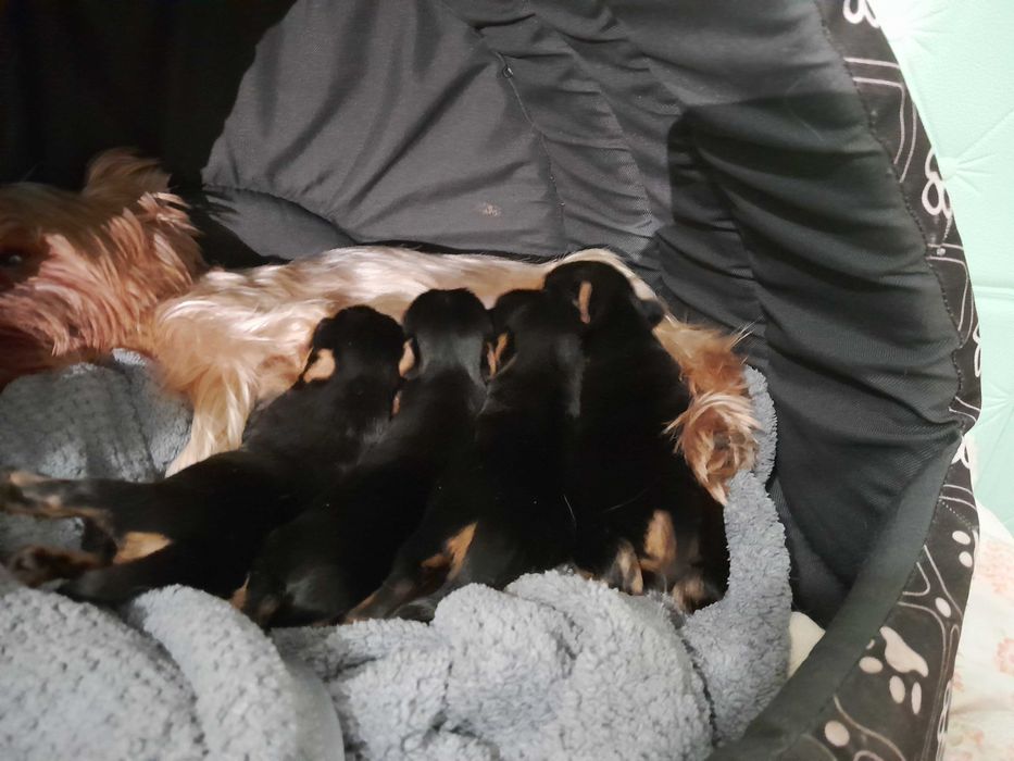 Yorkshire Terrier ZKwP FCI suczka