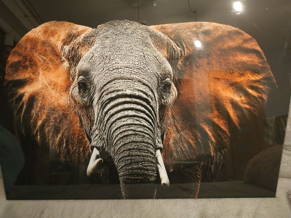 Obraz szklany słoń