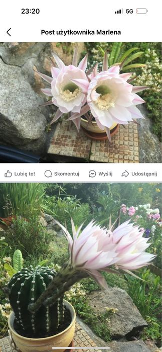 Kaktus rozsady z mojej uprawy